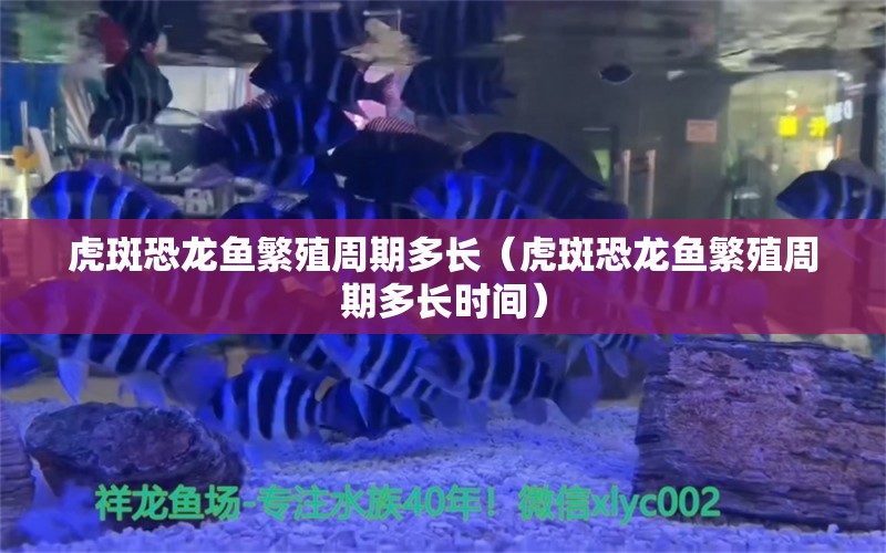 虎斑恐龍魚繁殖周期多長(zhǎng)（虎斑恐龍魚繁殖周期多長(zhǎng)時(shí)間）