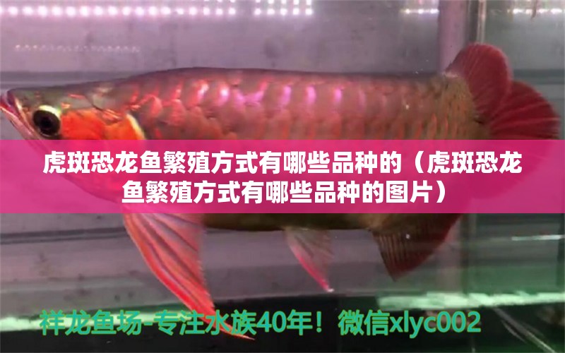 虎斑恐龍魚繁殖方式有哪些品種的（虎斑恐龍魚繁殖方式有哪些品種的圖片） 虎斑恐龍魚