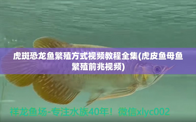 虎斑恐龍魚繁殖方式視頻教程全集(虎皮魚母魚繁殖前兆視頻)