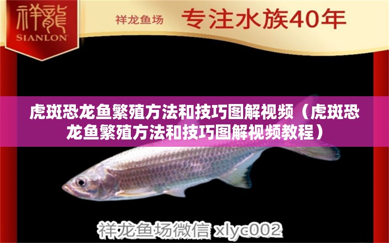 虎斑恐龍魚繁殖方法和技巧圖解視頻（虎斑恐龍魚繁殖方法和技巧圖解視頻教程）