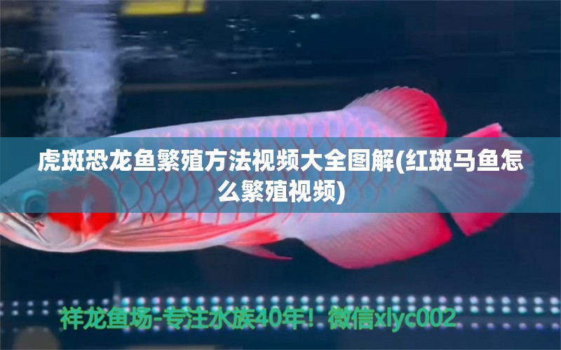 虎斑恐龍魚繁殖方法視頻大全圖解(紅斑馬魚怎么繁殖視頻)