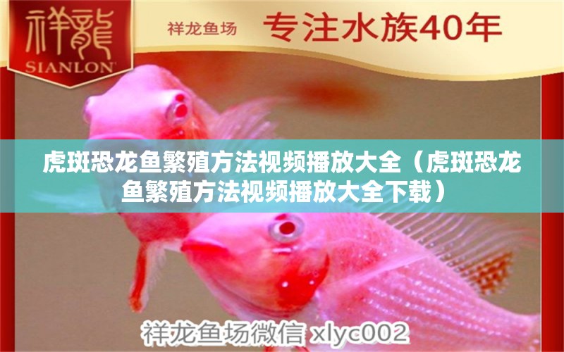 虎斑恐龍魚繁殖方法視頻播放大全（虎斑恐龍魚繁殖方法視頻播放大全下載）