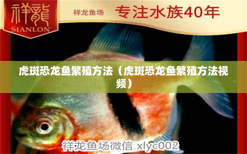 虎斑恐龍魚繁殖方法（虎斑恐龍魚繁殖方法視頻）