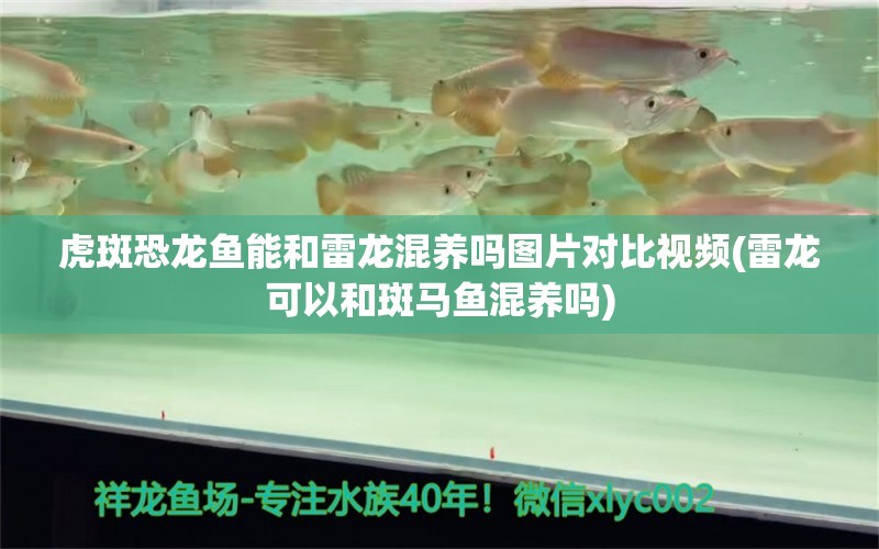 虎斑恐龍魚能和雷龍混養(yǎng)嗎圖片對比視頻(雷龍可以和斑馬魚混養(yǎng)嗎) 虎斑恐龍魚 第1張