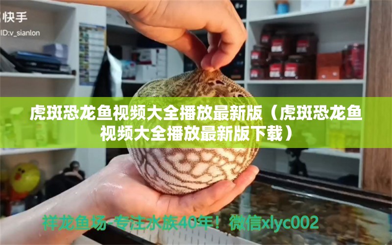 虎斑恐龍魚視頻大全播放最新版（虎斑恐龍魚視頻大全播放最新版下載）