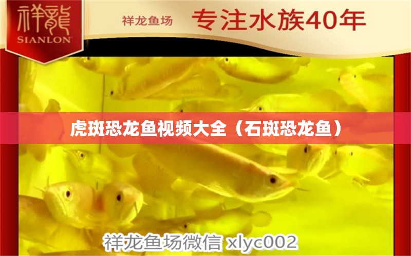 虎斑恐龍魚(yú)視頻大全（石斑恐龍魚(yú)） 虎魚(yú)百科 第1張