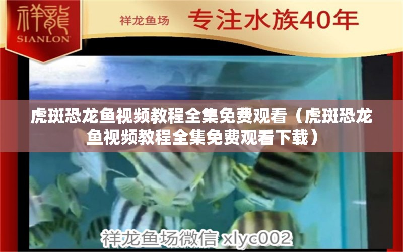 虎斑恐龍魚視頻教程全集免費(fèi)觀看（虎斑恐龍魚視頻教程全集免費(fèi)觀看下載）