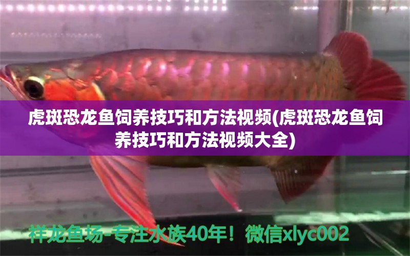 虎斑恐龍魚飼養(yǎng)技巧和方法視頻(虎斑恐龍魚飼養(yǎng)技巧和方法視頻大全) 虎斑恐龍魚