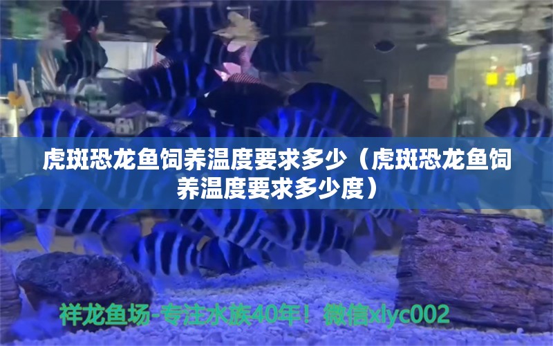 虎斑恐龍魚飼養(yǎng)溫度要求多少（虎斑恐龍魚飼養(yǎng)溫度要求多少度） 虎斑恐龍魚