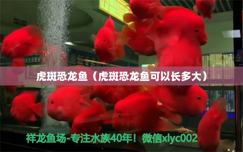 虎斑恐龍魚（虎斑恐龍魚可以長(zhǎng)多大）