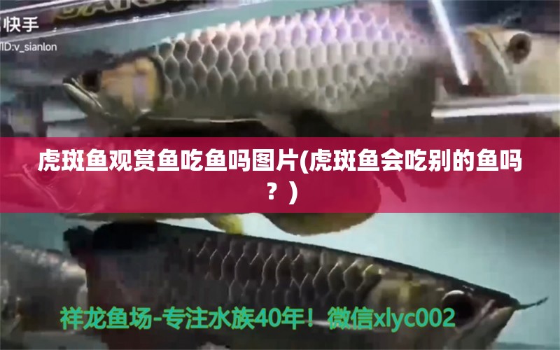 虎斑魚觀賞魚吃魚嗎圖片(虎斑魚會吃別的魚嗎？) 祥龍魚藥系列