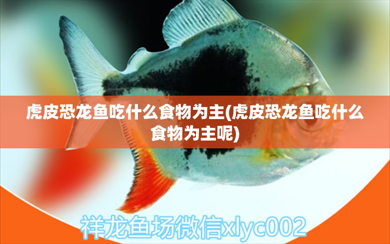 虎皮恐龍魚吃什么食物為主(虎皮恐龍魚吃什么食物為主呢) 金龍福龍魚