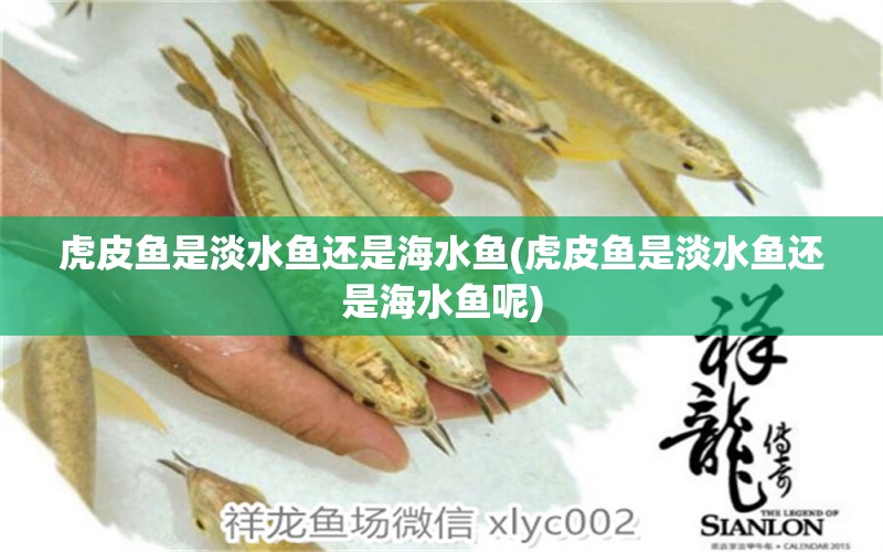 虎皮魚是淡水魚還是海水魚(虎皮魚是淡水魚還是海水魚呢) 海水魚 第1張