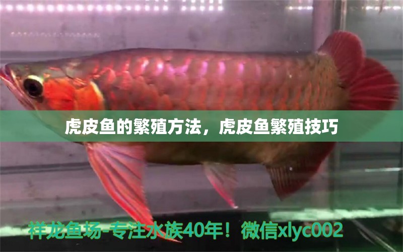 虎皮魚的繁殖方法，虎皮魚繁殖技巧 紅尾平克魚