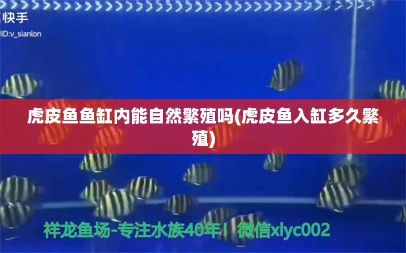 虎皮魚魚缸內(nèi)能自然繁殖嗎(虎皮魚入缸多久繁殖) 豬鼻龜