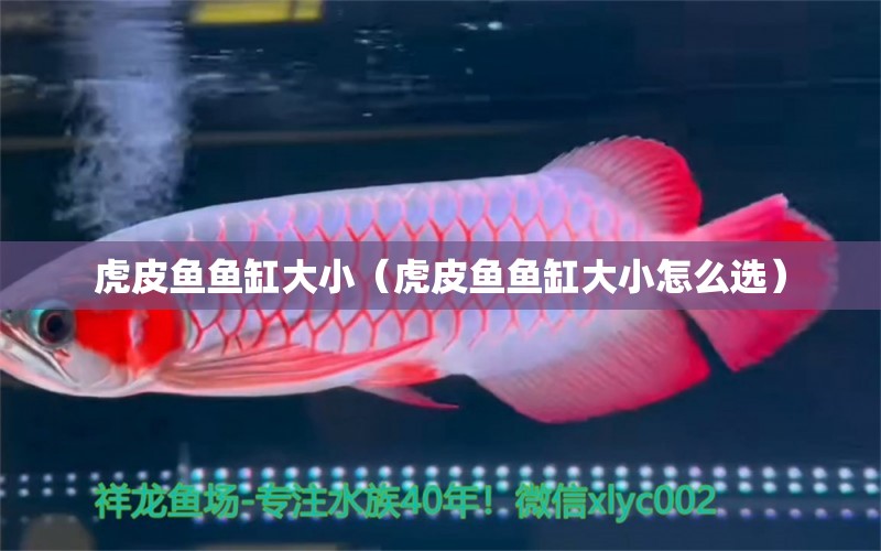 虎皮魚魚缸大?。ɑ⑵~魚缸大小怎么選）