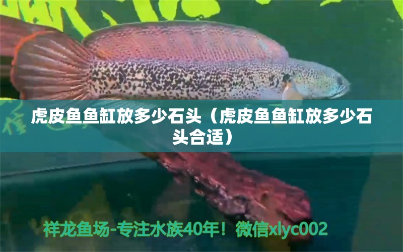 虎皮魚魚缸放多少石頭（虎皮魚魚缸放多少石頭合適） 祥龍魚場