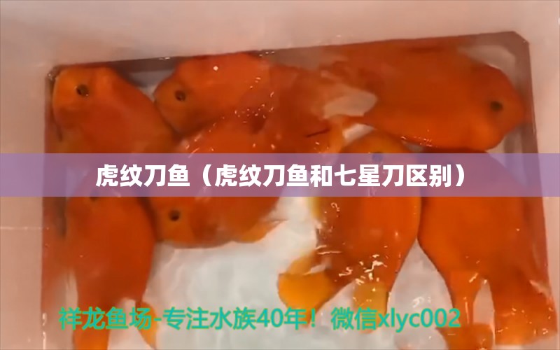 虎紋刀魚（虎紋刀魚和七星刀區(qū)別） 龍魚批發(fā)