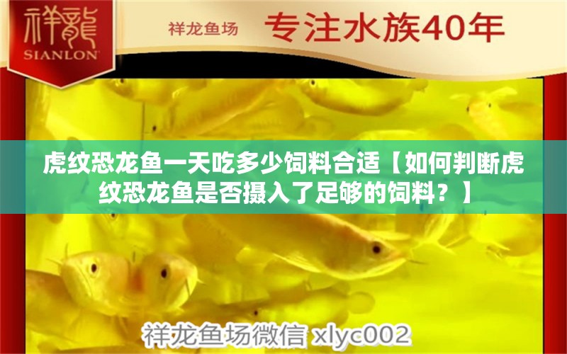 虎紋恐龍魚一天吃多少飼料合適【如何判斷虎紋恐龍魚是否攝入了足夠的飼料？】