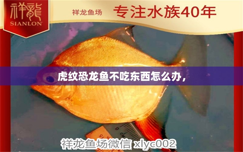 虎紋恐龍魚不吃東西怎么辦， 黑水素