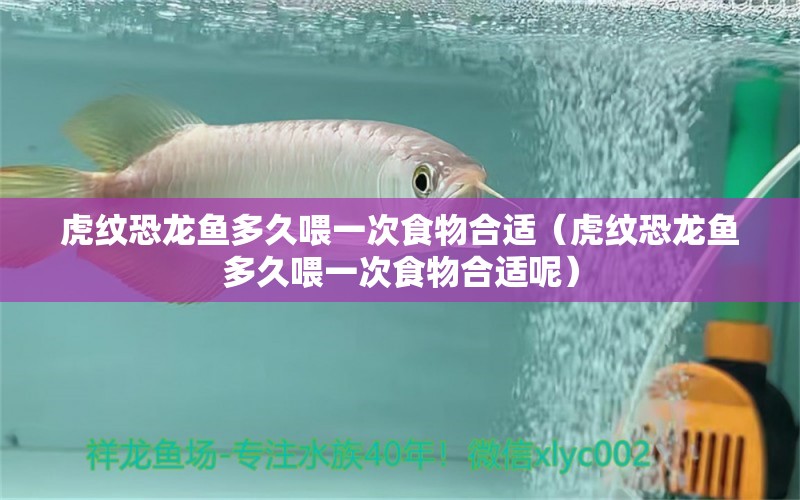 虎紋恐龍魚多久喂一次食物合適（虎紋恐龍魚多久喂一次食物合適呢） 金老虎魚