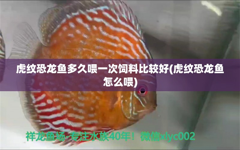 虎紋恐龍魚(yú)多久喂一次飼料比較好(虎紋恐龍魚(yú)怎么喂)