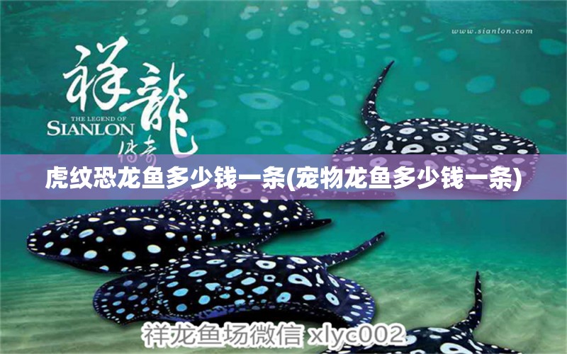 虎紋恐龍魚多少錢一條(寵物龍魚多少錢一條) 廣州祥龍國際水族貿(mào)易