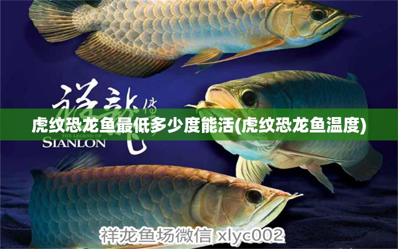 虎紋恐龍魚最低多少度能活(虎紋恐龍魚溫度)