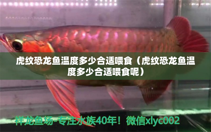 虎紋恐龍魚(yú)溫度多少合適喂食（虎紋恐龍魚(yú)溫度多少合適喂食呢） 祥龍水族醫(yī)院