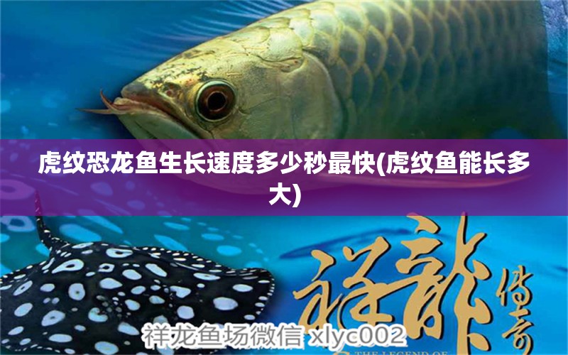 虎紋恐龍魚生長速度多少秒最快(虎紋魚能長多大)