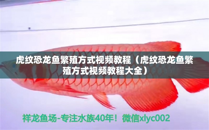 虎紋恐龍魚繁殖方式視頻教程（虎紋恐龍魚繁殖方式視頻教程大全）