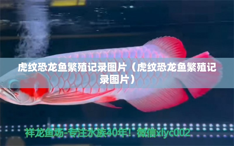 虎紋恐龍魚繁殖記錄圖片（虎紋恐龍魚繁殖記錄圖片）