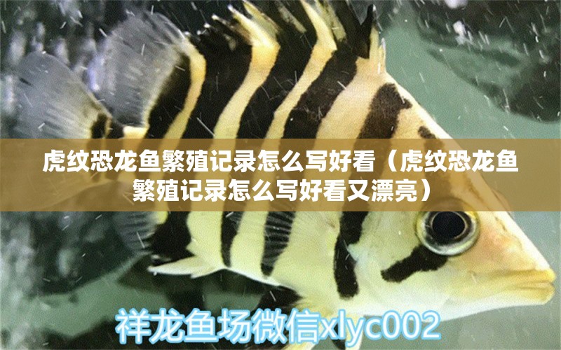 虎紋恐龍魚繁殖記錄怎么寫好看（虎紋恐龍魚繁殖記錄怎么寫好看又漂亮）