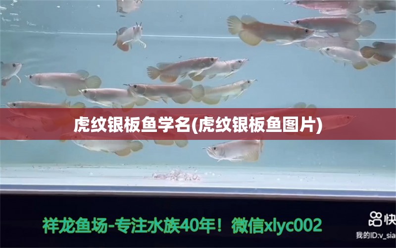 虎紋銀板魚學(xué)名(虎紋銀板魚圖片) 魚缸清潔用具