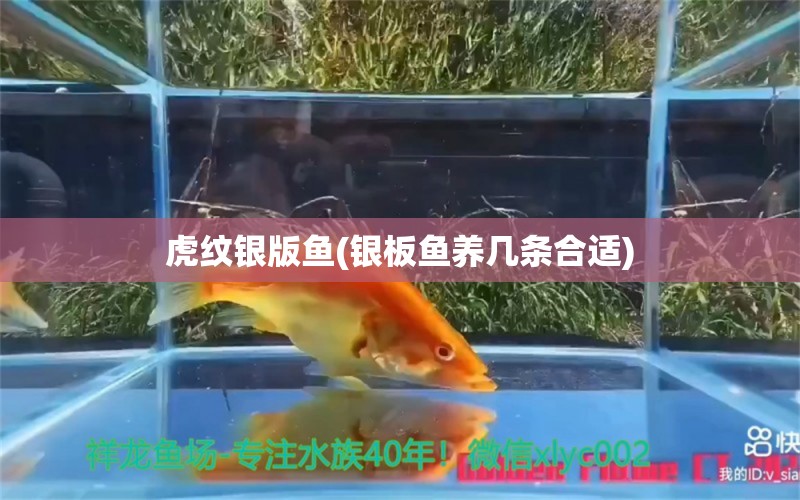 虎紋銀版魚(銀板魚養(yǎng)幾條合適)