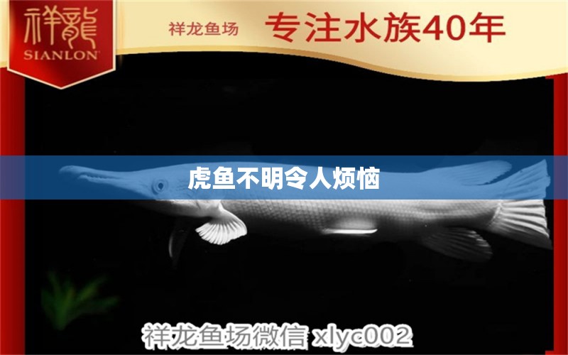 虎魚不明令人煩惱 虎魚百科 第1張