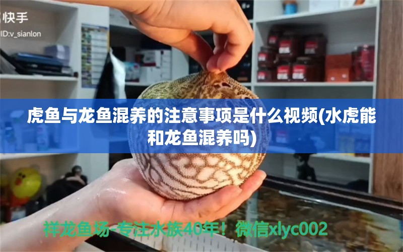 虎魚與龍魚混養(yǎng)的注意事項是什么視頻(水虎能和龍魚混養(yǎng)嗎)