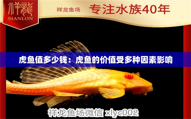 虎魚值多少錢：虎魚的價值受多種因素影響 虎魚百科 第2張