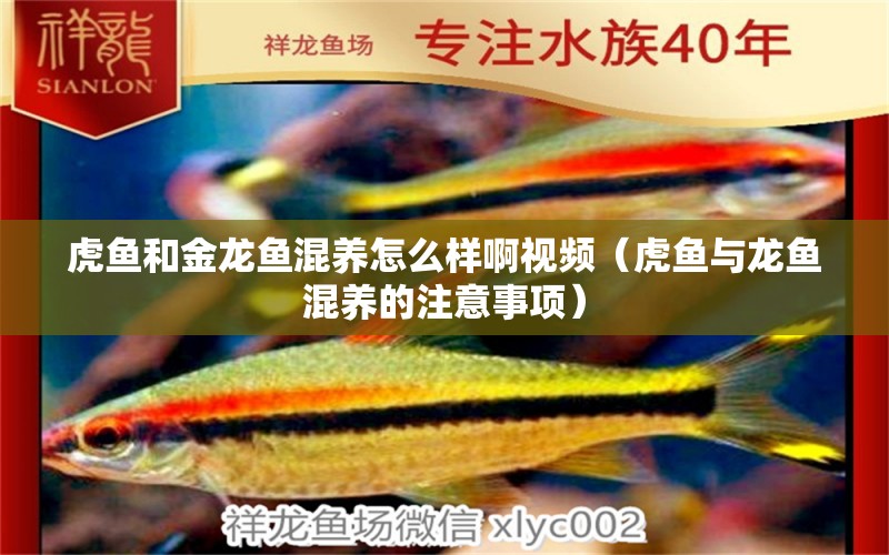 虎魚和金龍魚混養(yǎng)怎么樣啊視頻（虎魚與龍魚混養(yǎng)的注意事項）