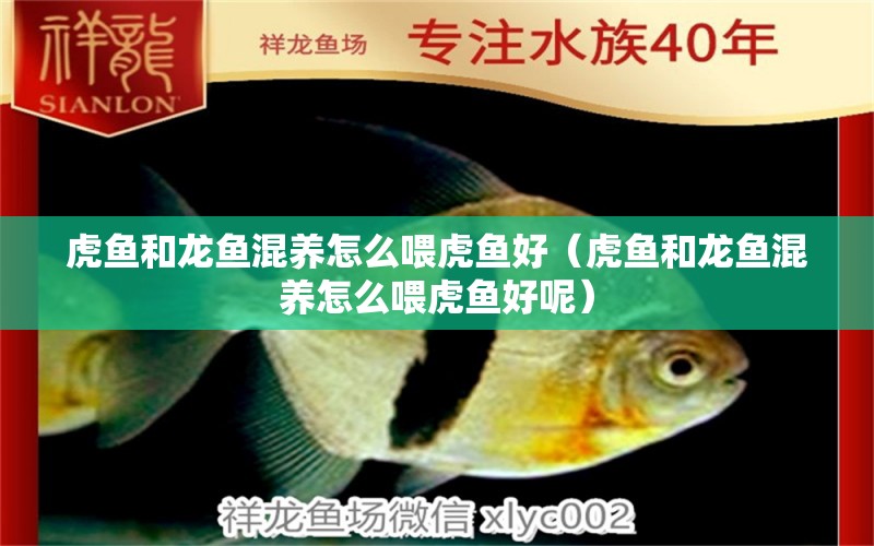 虎魚和龍魚混養(yǎng)怎么喂虎魚好（虎魚和龍魚混養(yǎng)怎么喂虎魚好呢）