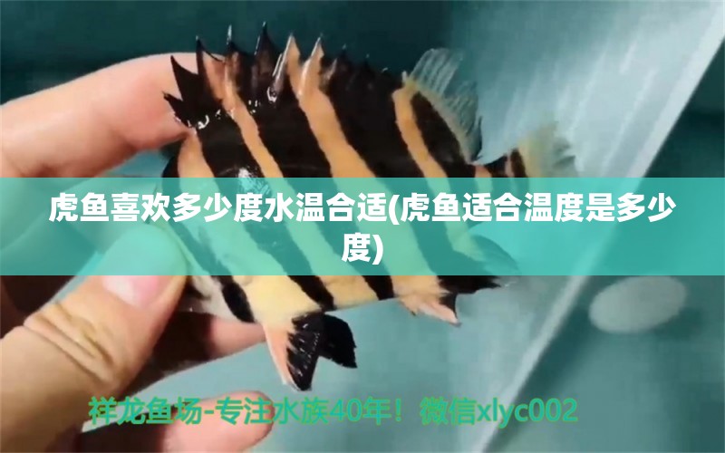 虎魚(yú)喜歡多少度水溫合適(虎魚(yú)適合溫度是多少度) 虎魚(yú)百科