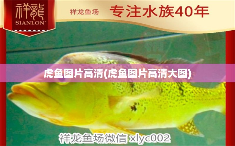 虎魚圖片高清(虎魚圖片高清大圖) 虎魚百科 第1張