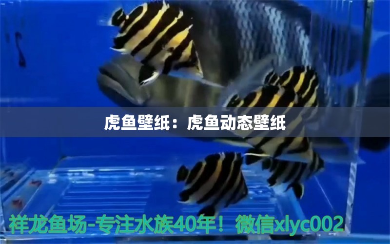 虎魚(yú)壁紙：虎魚(yú)動(dòng)態(tài)壁紙 虎魚(yú)百科 第2張