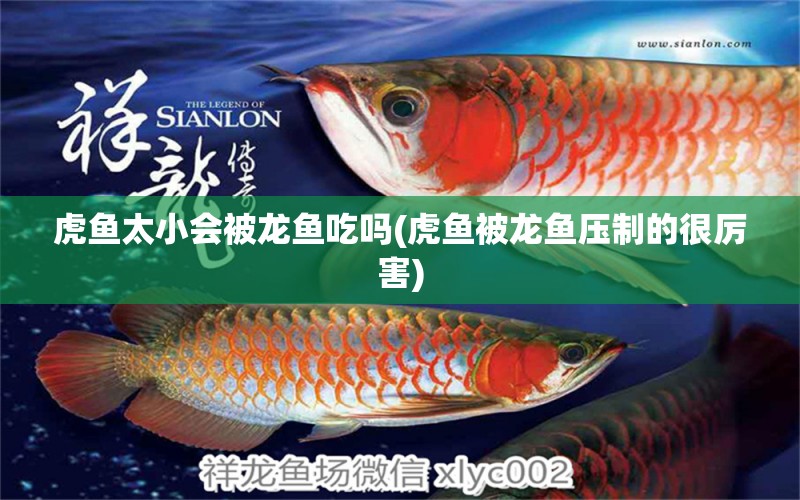 虎魚太小會被龍魚吃嗎(虎魚被龍魚壓制的很厲害) 虎魚百科