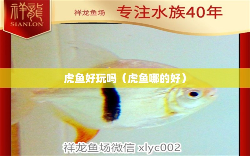 虎魚好玩嗎（虎魚哪的好） 虎魚百科