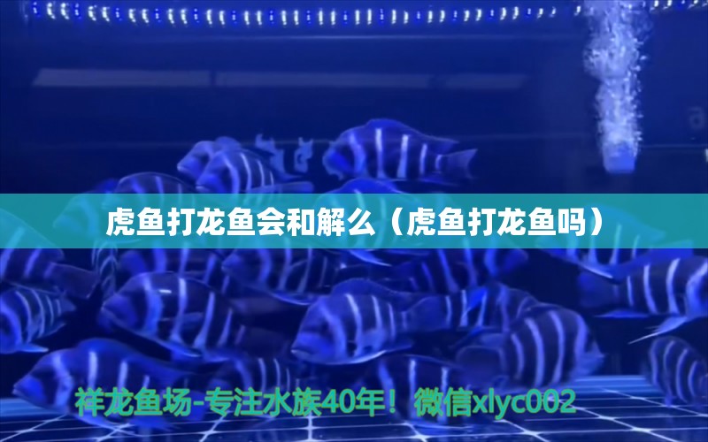 虎魚打龍魚會(huì)和解么（虎魚打龍魚嗎） 虎魚百科