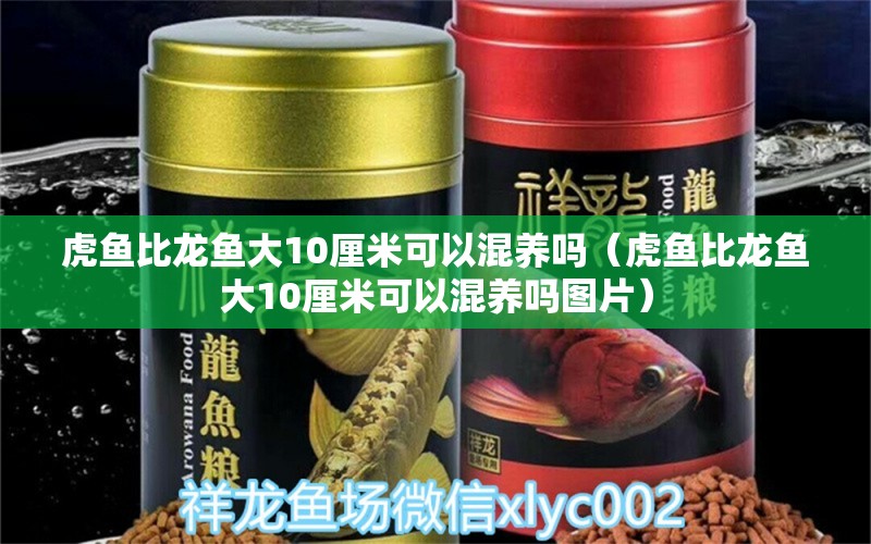 虎魚比龍魚大10厘米可以混養(yǎng)嗎（虎魚比龍魚大10厘米可以混養(yǎng)嗎圖片） 虎魚百科