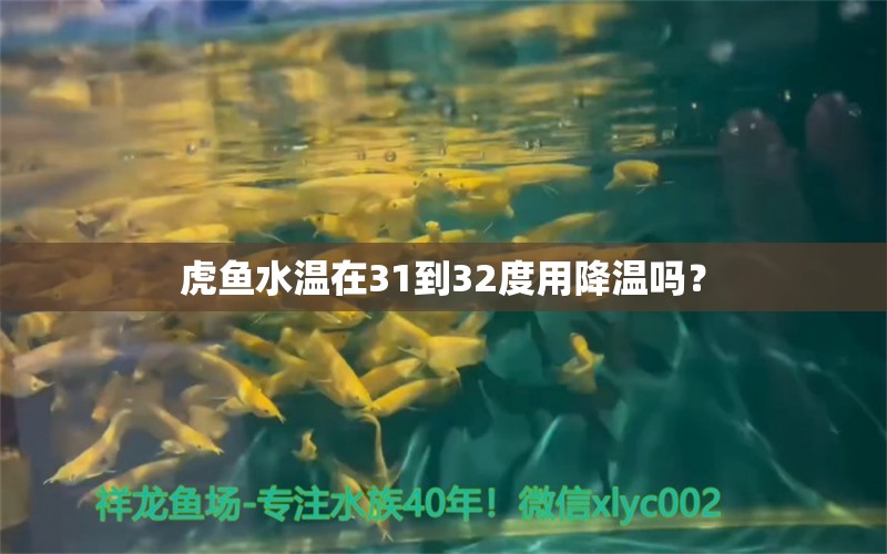 虎魚水溫在31到32度用降溫嗎？