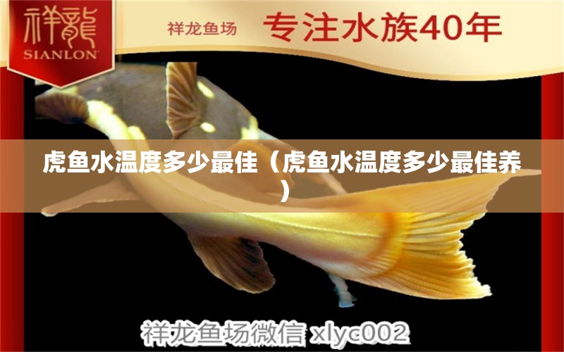 虎魚(yú)水溫度多少最佳（虎魚(yú)水溫度多少最佳養(yǎng)） 虎魚(yú)百科