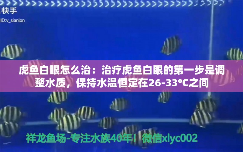 虎魚白眼怎么治：治療虎魚白眼的第一步是調(diào)整水質(zhì)，保持水溫恒定在26-33℃之間 虎魚百科 第2張